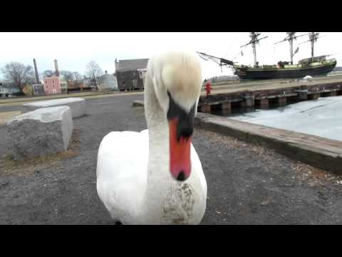 Goosed   Salem MA 02 02 2014