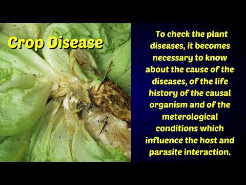 Crop Diseases and their control