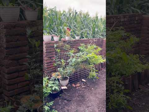 Beautiful Minigarden #rumahsederhana #gardening #garden #minigarden