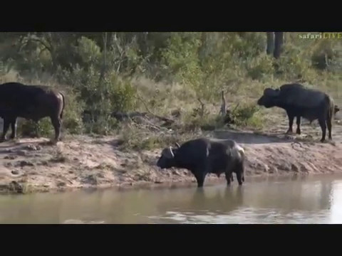 Pt 1 Safari Live's Sunset Safari Drive at 3:00 PM on May 08 2017 ( Brent in the Mara )