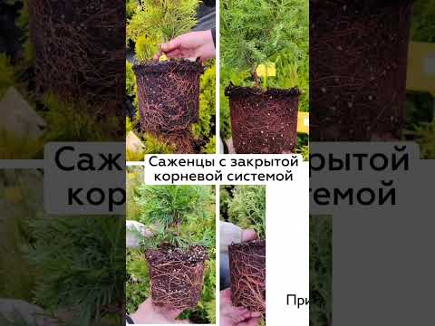 фото можжевельники. черенки 2 руб, саженцы от 21 руб. 70+ сортов 0