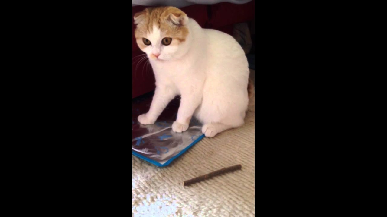 またたび棒で遊ぶスコティッシュフォールドのみるきぃ☆