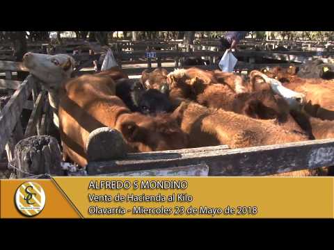 23-05-18 Venta de Hacienda al Kilo - Alfredo S. Mondino - Olavarria.
