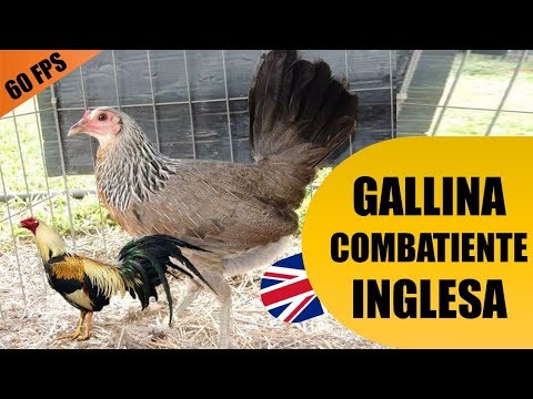 , title : 'Gallina Combatiente Inglesa o Gallina o Gallo Giro| Razas y Lineas'