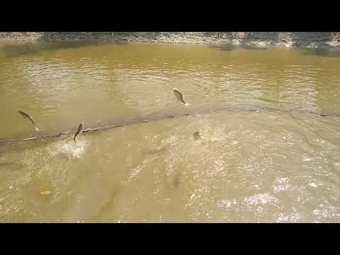 Net Fishing || Thousands Of Big Fish leap Out Of Water At Same Time || Bangladeshi Carp Fish...