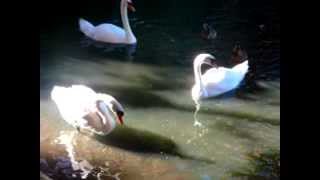 Cisnes En El Lago Del Palacio