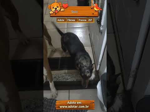 Vídeo de Suzi