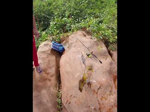 Pescaria de tucunaré na barragem de Arneiroz-ce #fishing #tucunare #fish