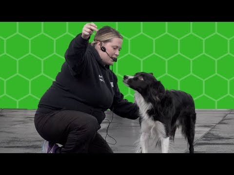 Kayl Is Teaching Obedience And The Instructors Have A Party!