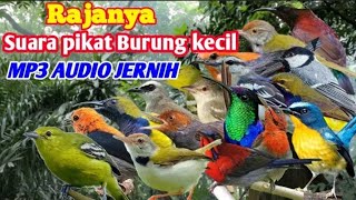 Download lagu SUARA PIKAT BURUNG KECIL PALING AMPUH !! SILUMAN BURUNG PIKAT 2023 | Zona Hobby mp3 Download lagu SUARA PIKAT BURUNG KECIL PALING AMPUH !! SILUMAN BURUNG PIKAT 2023 | Zona Hobby mp3