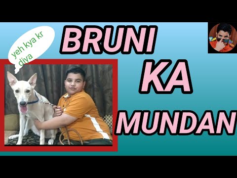 Bruni ka mundan😁😁 #Doglovers #TubeVlog #pyari doggyy🐕🐕