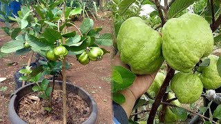 potfuzziblog: Budidaya Jambu Kristal Dalam Pot
