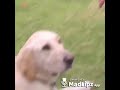 Masum Bir Köpek