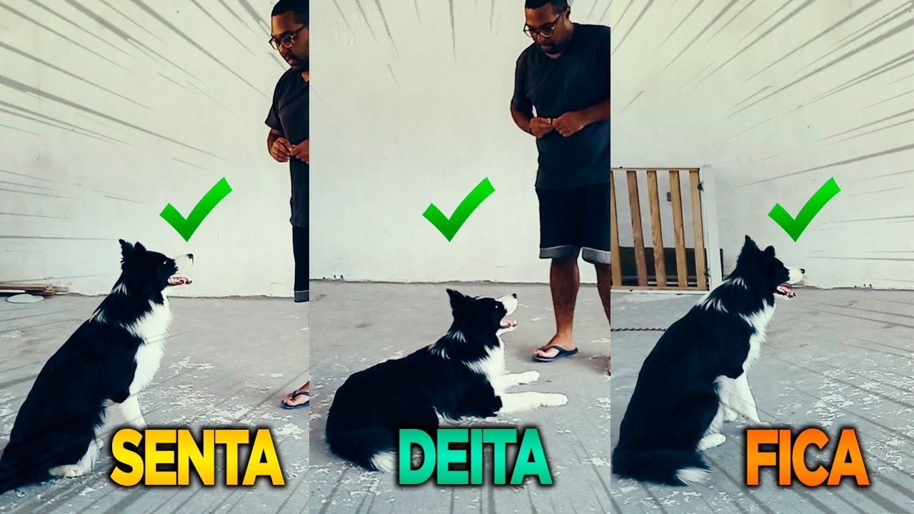 Como ensinar o seu cachorro SENTAR - DEITAR e FICAR em 5 Minutos (COMPROVADO)