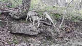 Andrew Bird, &quot;Souverian&quot;
