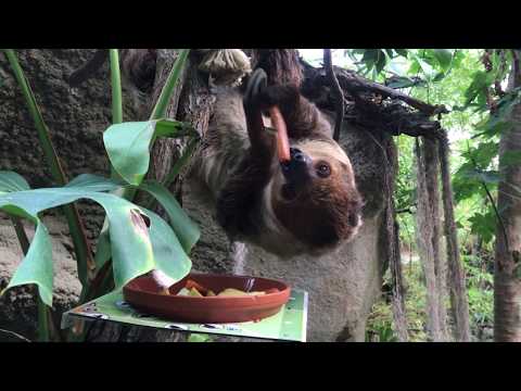 Zoo Rostock | Faultier im Darwineum