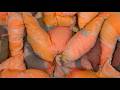 The Love I Carry Forever (Official Music)| Babylon Still Cries - Caelis Babylon burn