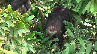 preview picture of video 'chimps langs de gambia river.MTS'
