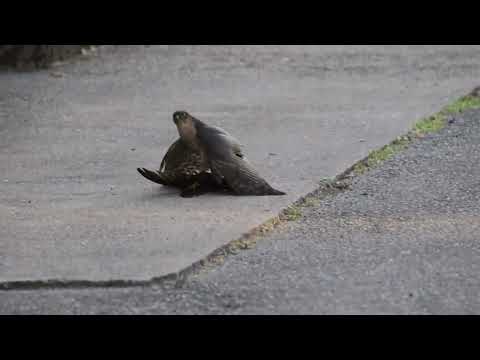 LÄSARFILM: Sparvhök har tagit en tornseglare