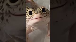 Download lagu tokek#shorts#shortsvideo #cicak #tokek mp3 Download lagu tokek#shorts#shortsvideo #cicak #tokek mp3