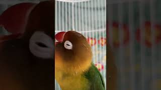 Download lagu Pancingan lovebird KONSLET |#shorts mp3 Download lagu Pancingan lovebird KONSLET |#shorts mp3