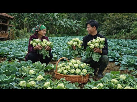 The elderly woman and Trieu Khang harvesting kohlrabi – A touching, simple moment.