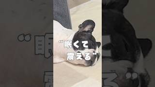 眠くて眠くて震える愛犬😳