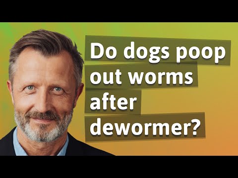 犬は駆虫薬の後に虫を排泄しますか?