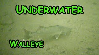 Ice Fishing Walleye with Underwater Camera! (Top 5 Lures)