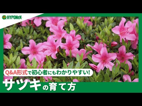 庭にある玉ねぎの皮を肥料として使う方法