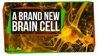 A Brand New Type of Brain Cell | SciShow News