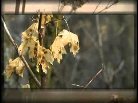 Mark Rownd - A Moment Alone - www.jhanamusic.com - 5.1 surround music