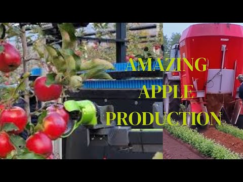 how to produce millions of apple tree | apple seedings production | harvesting and processing apple