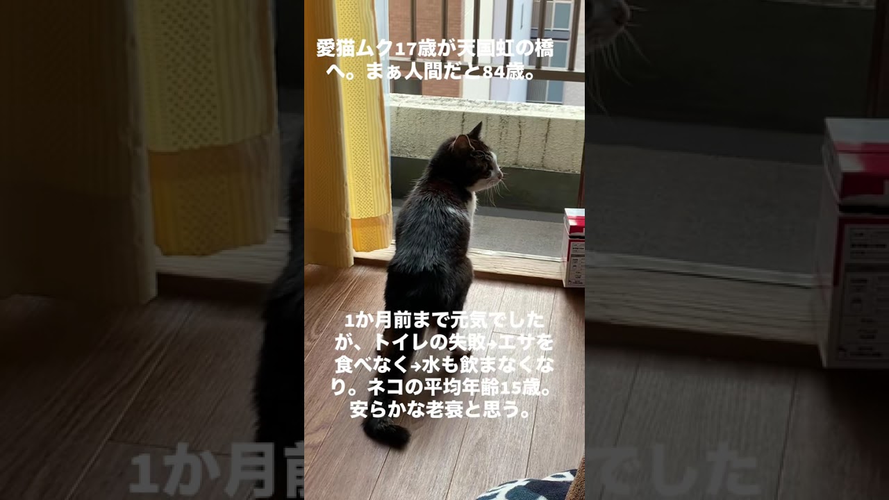 愛猫が旅立ちました。思った以上にペットロス