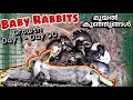 Rabbit Babies Growth Day 1 To 2 Months മുയൽ കുഞ്ഞുങ്ങൾ Rabbit Farming Bu