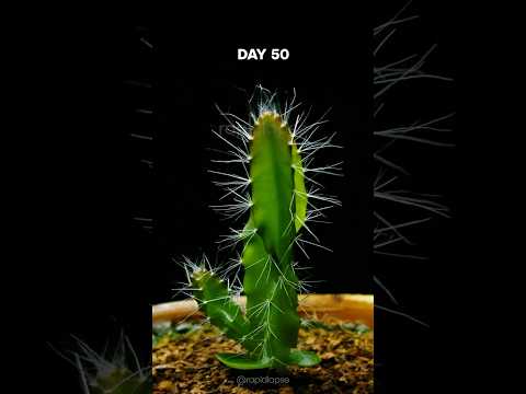 DRAGON FRUIT Cactus Timelapse - 200 days in 40 seconds!