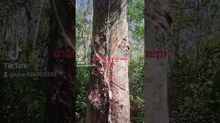 Download lagu semangat buat anak petani karet mp3