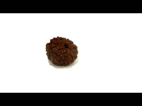 Buy Natural Eight Mukhi Rudraksha Online - 1.422 gms (B15 N)