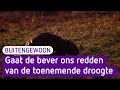 Bevers kunnen ons helpen in de strijd tegen de droogte