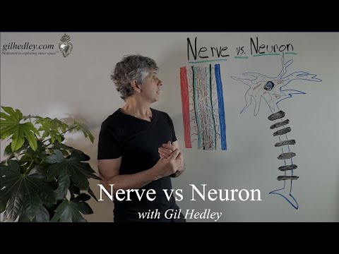 Nerve vs. Neuron: Learn Integral Anatomy with Gil Hedley