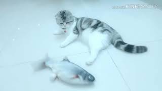 Sam có đồ chơi cá nhồi bông