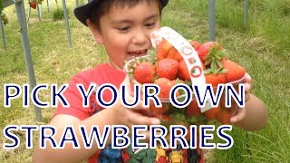 Pick Your Own Strawberries || mrcreativequarter