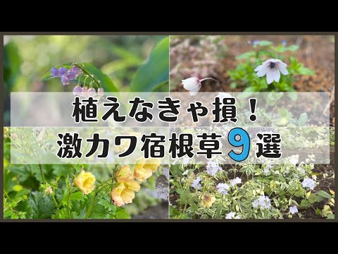 園芸 ブラックハンノキ、アルヌスグルチノーザ、ボタニカルシート