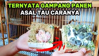 Download lagu SECRET....EASY WAY TO BREED CANARIES mp3