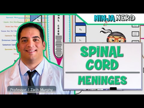 Neurology | Spinal Cord Meninges