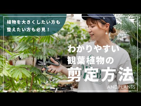 剪定、フクシア、低木、自然、ポット、窓枠、プランター、バルコニー、テラス、ポーチ