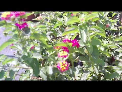 ForestGreen Sant’Omero