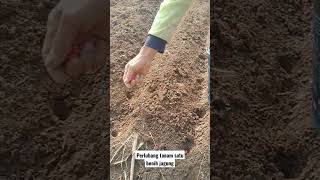 Download lagu proses tanam jagung manis,satu lubang tanam cukup satu benih mp3