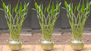 How to grow plants in water for many roots | Growing lucky bamboo from cuttings