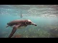 Swimming Snorkeling And SCUBA Diving With Galapagos Penguins In The Galapagos Islands In Ecuador